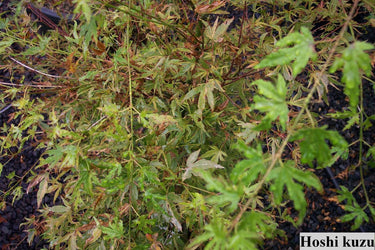 Acer palmatum 'Hoshi kuzu' - mapleridgenursery